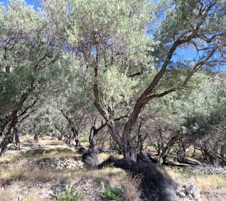 Olivové háje na Paleokastritsou
